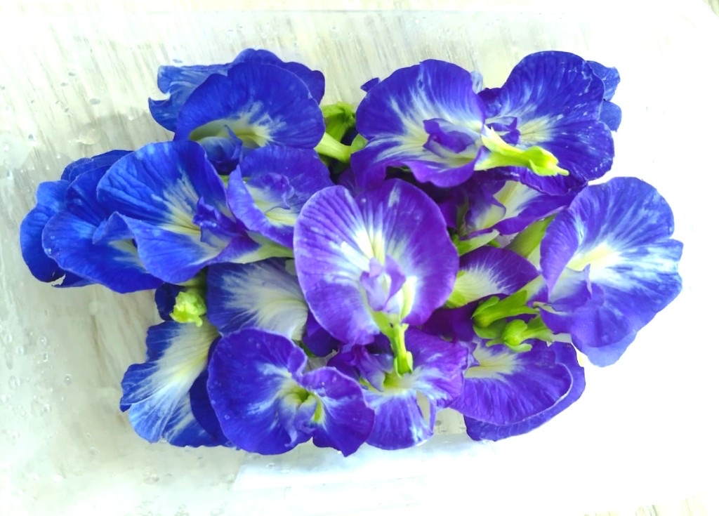 Blue butterfly pea edible flowers