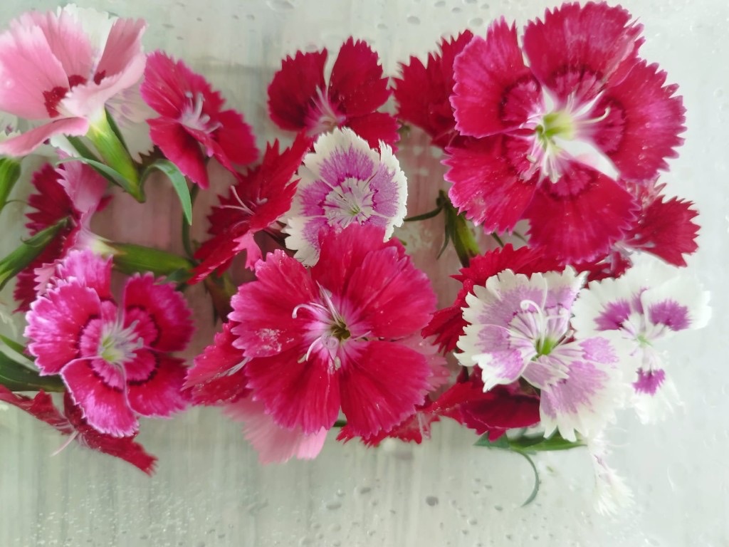 Dianthus edible flowers