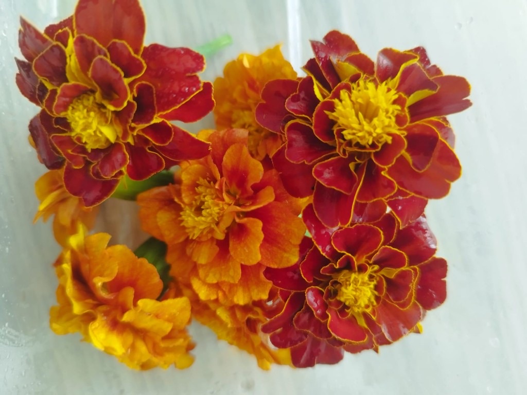 Marigold edible flowers
