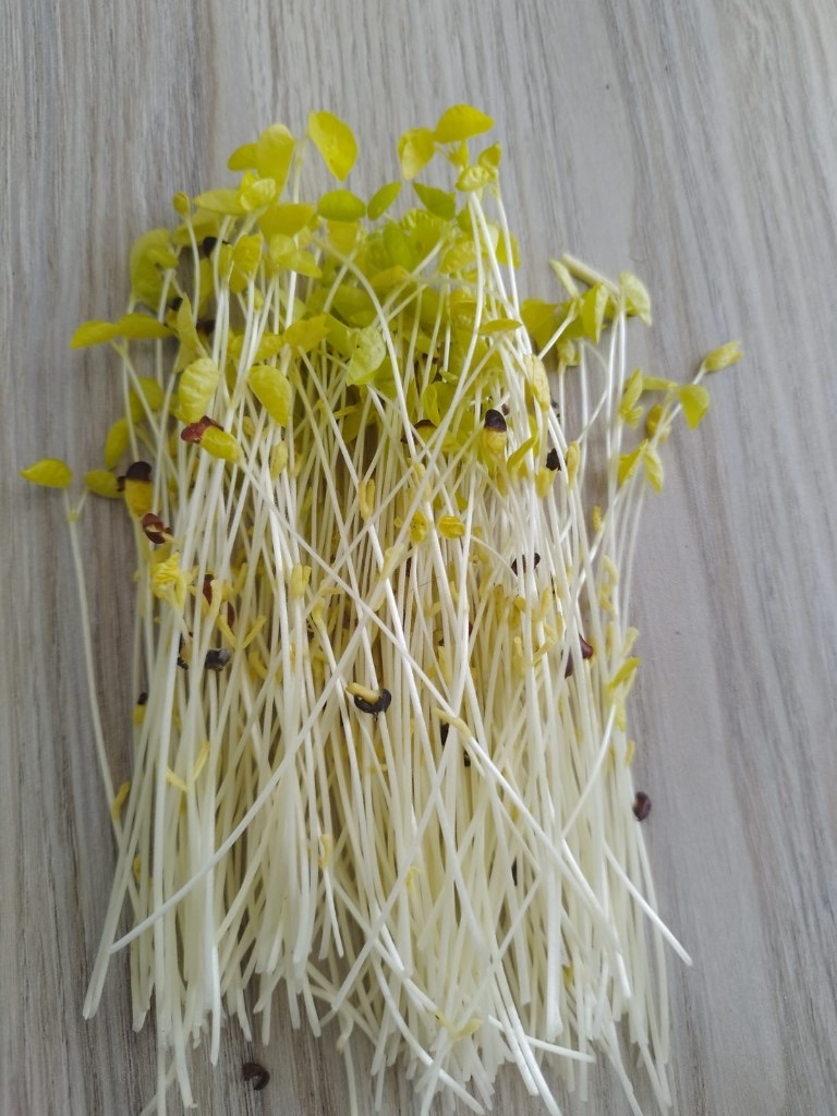 Horse gram microgreens