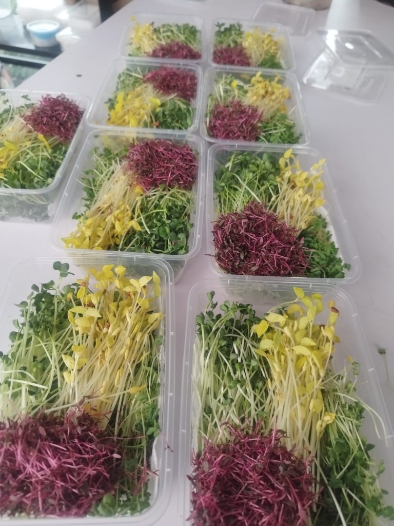 Mixed microgreen packs with red amaranth, corn and leafy greens