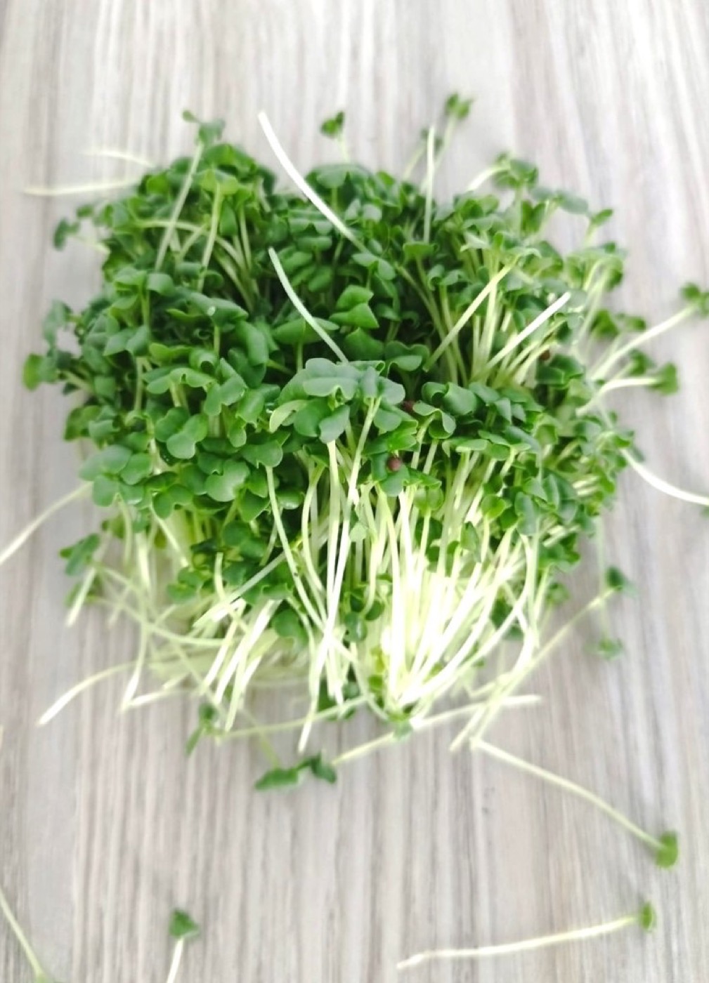 Mustard microgreens