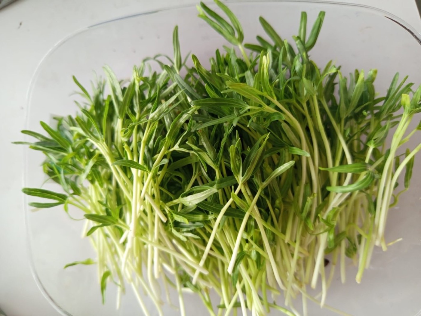 Water spinach microgreens