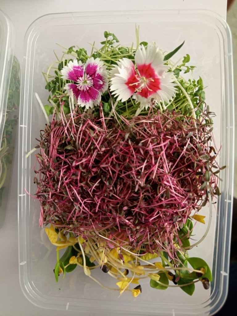 Microgreens mixed with edible flowers from Peak Agro Lanka
