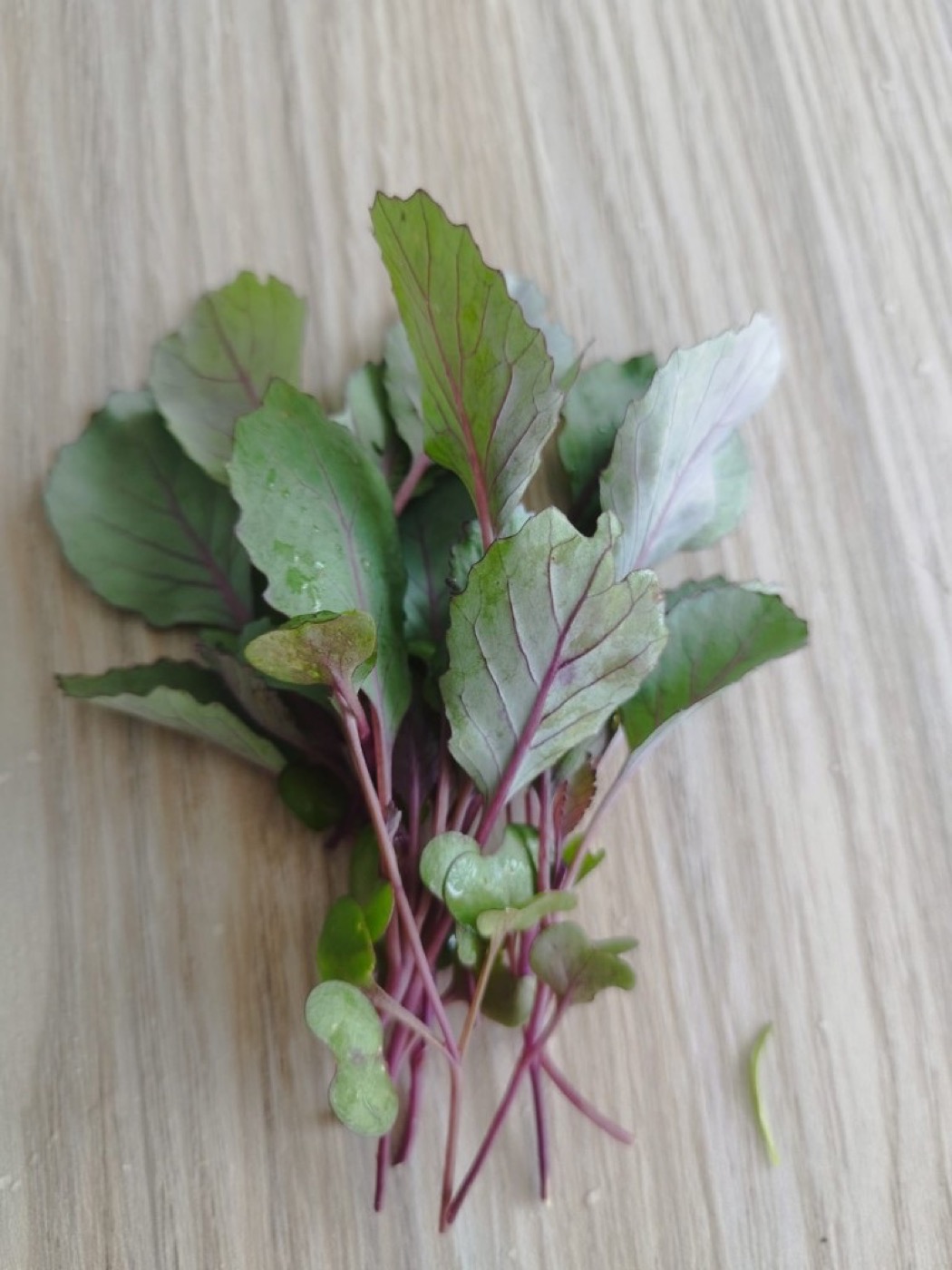Red cabbage baby greens